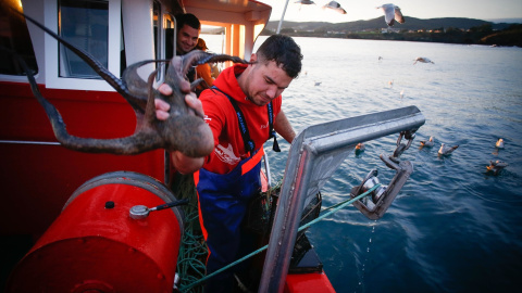 Un pescador del buque 'Mariñeiro 2', de Burela (Lugo), con un pulpo durante una jornada de faena en una imagen de archivo.