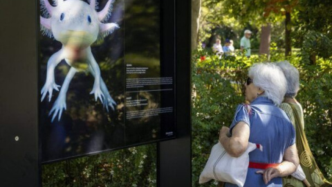 Animales en peligro nos miran desconcertados en el Retiro