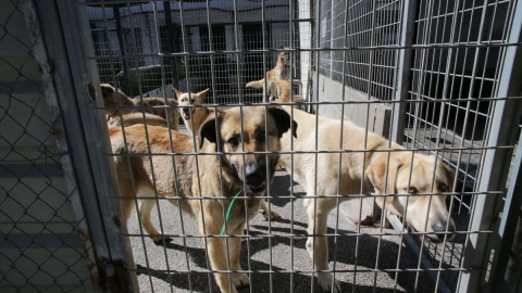 Perros en una protectora de animales esperando una adopción. Perros en una protectora de animales esperando una adopción.