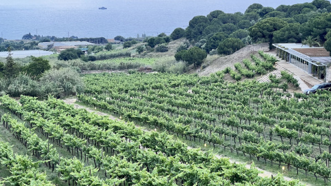 Vinyes del celler Alta Alella Vinyes del celler Alta Alella
