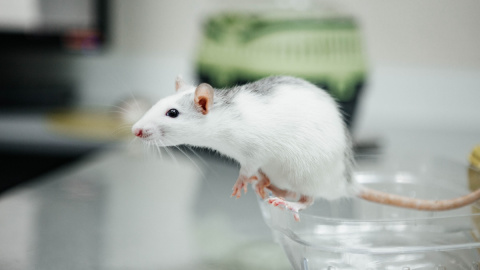 En el experimento del pequeño Albert se condicionó a un bebé para tenerle miedo a los ratones blancos.