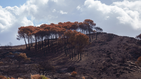 Entorno desolado por el incendio de Niebla.
