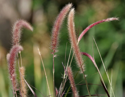 Rabo de gato (‘Pennisetum setaceum’). Fuente: Wikipedia, CC BY
Rabo de gato (‘Pennisetum setaceum’). Fuente: Wikipedia, CC BY