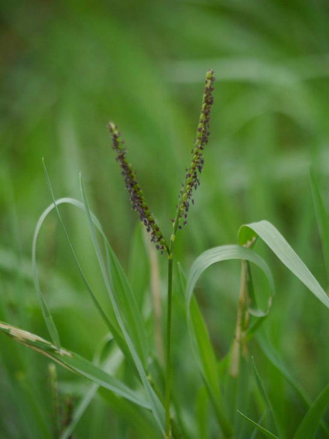 Panizo (‘Paspalum paspalodes’) Wikipedia, CC BY
Panizo (‘Paspalum paspalodes’) Wikipedia, CC BY