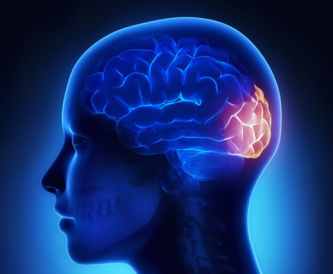 El córtex visual puede recablearse a sí mismo para responder a los sonidos o al tacto. Cliparea/Shutterstock