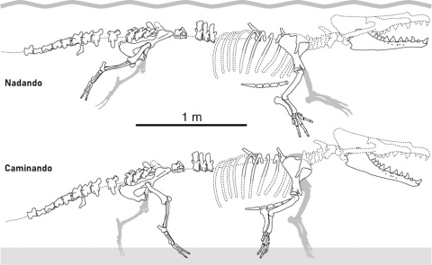 Figura 2. Partes preservadas del esqueleto de Peregocetus pacificus. Dibujo tomado de la publicación original de Current Biology.