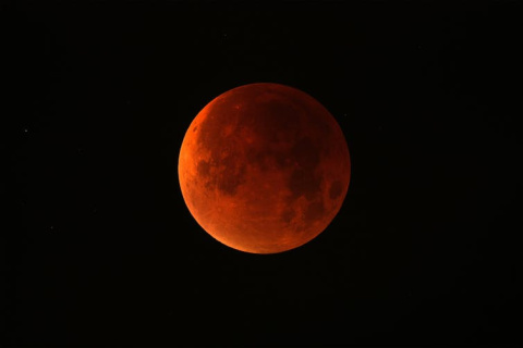 A pesar de su atractiva denominación, las lunas de sangre no entusiasman a las barnaclas cariblancas. Justinas Vitkus/Shutterstock A pesar de su atractiva denominación, las lunas de sangre no entusiasman a las barnaclas cariblancas. Justinas Vitkus/Shutterstock