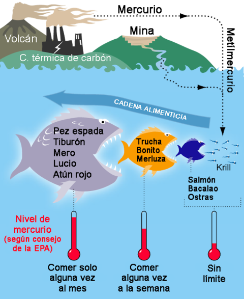 El diagrama muestra la penetración del mercurio en la cadena alimenticia marina con los niveles que acumulan los distintos tipos de peces y las recomendaciones de la Agencia de Protección Medioambiental de Estados Unidos (USEPA) sobre sus cantidades de 
