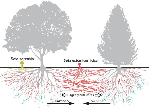 Simbiosis micorrícica entre hongos y árboles del ecosistema forestal. Modificada a partir de Marcel G. A. van der Heijden/P. Huey/Science