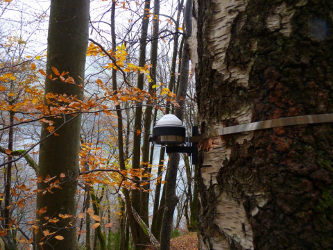 Detalle de un abedul con un sensor automático de crecimiento cerca de Zúrich, como parte de una red de parcelas que van desde el Moncayo hasta el norte de Suecia. Elena Granda, Author provided Detalle de un abedul con un sensor automático de crecimiento cerca de Zúrich, como parte de una red de parcelas que van desde el Moncayo hasta el norte de Suecia. Elena Granda, Author provided