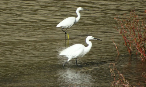  Después de la apertura de las compuertas, en agosto de 2016, más aves visitan el Manzanares. Ayuntamiento de Madrid, CC BY