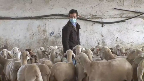 Pablo Casado presidente del PP, visita una granja de ovejas. EFE