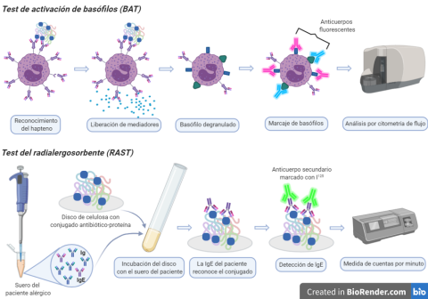 Representación esquemática de los métodos de diagnóstico in vitro: test de activación de basófilos (BAT) y prueba del alergosorbente (RAST) Made with BioRender.com Representación esquemática de los métodos de diagnóstico in vitro: test de activación de basófilos (BAT) y prueba del alergosorbente (RAST) Made with BioRender.com