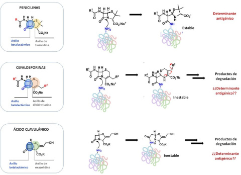 Estructura de penicilinas, cefalosporinas y ácido clavulánico y su unión a proteínas. Estructura de penicilinas, cefalosporinas y ácido clavulánico y su unión a proteínas.