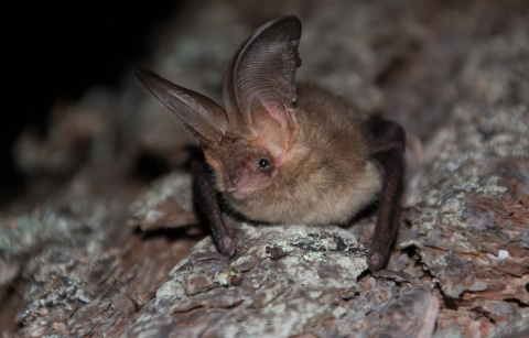 El orejudo dorado (Plecotus auritus), una especie forestal frecuente en el área de estudio. Elena Tena, Author provided El orejudo dorado (Plecotus auritus), una especie forestal frecuente en el área de estudio. Elena Tena, Author provided