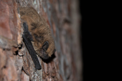 Foto del murciélago común (Pipistrellus pipistrellus). Elena Tena, Author provided Foto del murciélago común (Pipistrellus pipistrellus). Elena Tena, Author provided