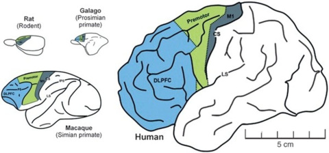Comparación del cerebro de rata, galago, macaco y humano. En azul, la corteza prefrontal. Gráfico procedente de PNAS - George A. Mashoura and Michael T. Alkire, 2013 Comparación del cerebro de rata, galago, macaco y humano. En azul, la corteza prefrontal. Gráfico procedente de PNAS - George A. Mashoura and Michael T. Alkire, 2013