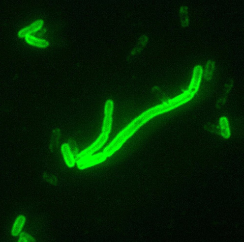 Yersinia pestis, bacteria causante de la peste. Wikimedia Commons / CDC Yersinia pestis, bacteria causante de la peste. Wikimedia Commons / CDC