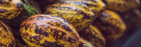 Frutas de cacao. Shutterstock / Elizaveta Galitckaia
Frutas de cacao. Shutterstock / Elizaveta Galitckaia