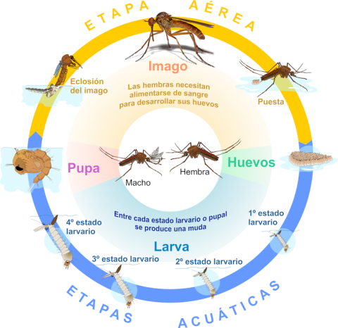 Figura 1. Como todos los mosquitos, los Anopheles atraviesan cuatro fases: huevo, larva, pupa y adulto. Las primeras tres etapas, que duran entre 5 y 14 días, transcurren en medio acuático. Es en la etapa adulta, y sólo en el caso de las hembras, cua