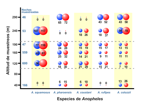 
Figura 2. Relación entre la altitud de la malla colectora, la densidad de mosquitos capturados en cada una de ellas (azul) y la densidad aérea proporcional (naranja: número de mosquitos por cada 10 millones de metros cúbicos de aire) para las cinco 