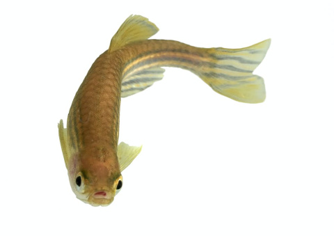 Pez cebra (Danio rerio). David Dohnal / Shutterstock