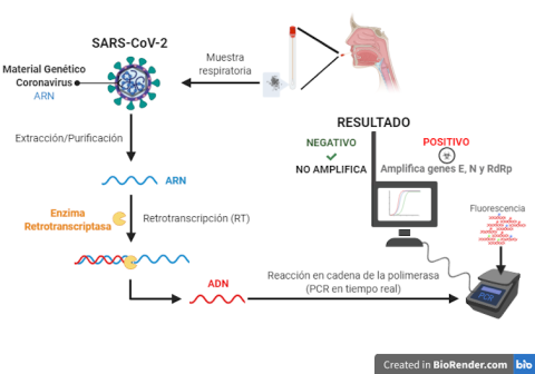 Diagrama resumido de la detección. La muestra respiratoria se usa primeramente para extraer y purificar el ARN del virus. A continuación el ARN se convierte en ADN de cadena simple mediante retrotranscripción (RT). Ese ADN se utiliza en la reacción de Diagrama resumido de la detección. La muestra respiratoria se usa primeramente para extraer y purificar el ARN del virus. A continuación el ARN se convierte en ADN de cadena simple mediante retrotranscripción (RT). Ese ADN se utiliza en la reacción de