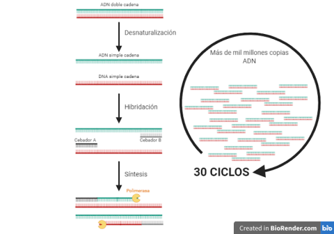 Esquema de funcionamiento de la PCR. La PCR es un proceso cíclico, de 3-35 ciclos o repeticiones. Cada ciclo consta de tres etapas: desnaturalización, hibridación y síntesis. La temperatura de la reacción es diferente en cada etapa por eso se incuba Esquema de funcionamiento de la PCR. La PCR es un proceso cíclico, de 3-35 ciclos o repeticiones. Cada ciclo consta de tres etapas: desnaturalización, hibridación y síntesis. La temperatura de la reacción es diferente en cada etapa por eso se incuba