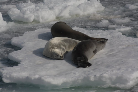 Focas cangrejeras descansando en un témpano de hielo. Andrés Barbosa, Author provided Focas cangrejeras descansando en un témpano de hielo. Andrés Barbosa, Author provided