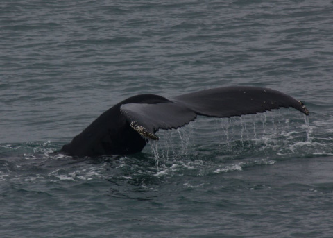 Ballena jorobada. Andrés Barbosa, Author provided Ballena jorobada. Andrés Barbosa, Author provided