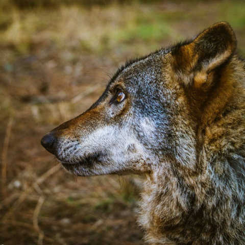 Lobo ibérico. Isabeau Ottolini, Author provided Lobo ibérico. Isabeau Ottolini, Author provided
