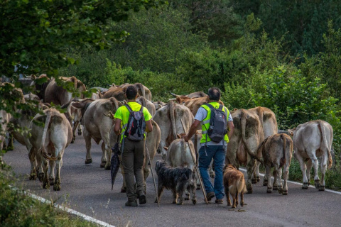 Ganadería extensiva en trashumancia. Isabeau Ottolini Ganadería extensiva en trashumancia. Isabeau Ottolini