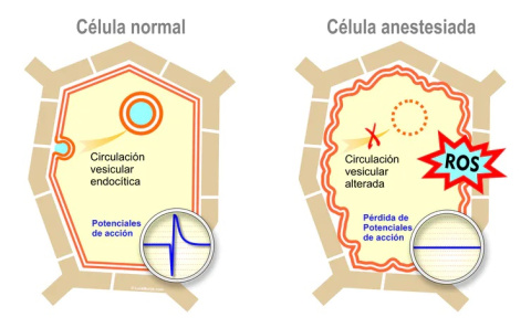 Modelo de una célula vegetal anestesiada. Los anestésicos bloquean los potenciales de acción de las plantas. El tráfico de membranas se altera y se genera rápidamente un exceso de especies reactivas de oxígeno (ROS). Estas rápidas respuestas celula