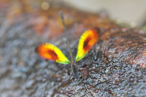 Libélula macho del género Chalcopteryx sp. abriendo y cerrando las alas (Brasil). Adolfo Cordero, Author provided Libélula macho del género Chalcopteryx sp. abriendo y cerrando las alas (Brasil). Adolfo Cordero, Author provided