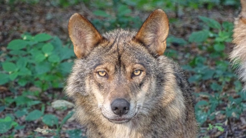 Canis lupus signatus. Canis lupus signatus.