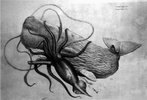 El calamar gigante Architeuthis dux pelea contra un cachalote. G. Loates