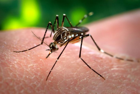 El mosquito de la fiebre amarilla Aedes aegypti se reconoce muy bien gracias a la marca en en forma de lira sobre el dorso del tórax. James Gathany El mosquito de la fiebre amarilla Aedes aegypti se reconoce muy bien gracias a la marca en en forma de lira sobre el dorso del tórax. James Gathany