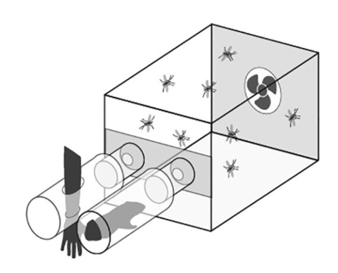 Esquema del olfatómetro empleado en la investigación. Esquema del olfatómetro empleado en la investigación.