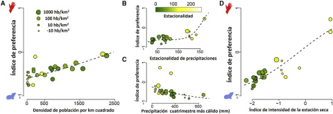 (A) La preferencia por los humanos se incrementa significativamente con el aumento de la densidad de población y en hábitats con lluvias altamente estacionales (B), mientras que disminuye en hábitats con más lluvia en la época más cálida del año (A) La preferencia por los humanos se incrementa significativamente con el aumento de la densidad de población y en hábitats con lluvias altamente estacionales (B), mientras que disminuye en hábitats con más lluvia en la época más cálida del año (