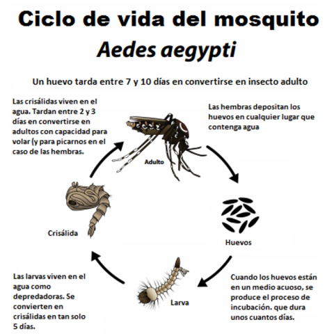 Ciclo de vida del mosquito. Ciclo de vida del mosquito.