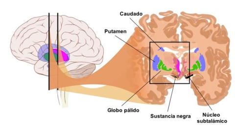 Los núcleos basales cuentan con toda la información que necesitan para controlar los progresos de alguien que está aprendiendo a conducir. De esta forma, el núcleo caudado y el putamen reciben información sensorial de todas las regiones de la cortez