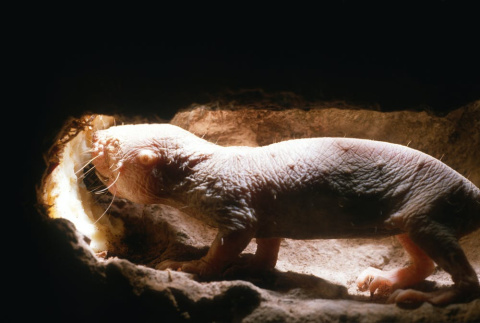 Heterocephalus glaber. Shutterstock / Neil Bromhall