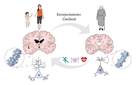 Conviene aclarar que lo que comúnmente se denomina como demencia senil es un término obsoleto. El envejecimiento no implica necesariamente la aparición de una demencia o pérdida importante de memoria. Si existe una pérdida significativa de la capacid Conviene aclarar que lo que comúnmente se denomina como demencia senil es un término obsoleto. El envejecimiento no implica necesariamente la aparición de una demencia o pérdida importante de memoria. Si existe una pérdida significativa de la capacid