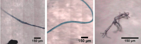 Algunos microplásticos obtenidos en los muestreos. De izquierda a derecha: fibra acrílica, fibra de poliamida y fragmento de polipropileno. La barra corresponde aproximadamente al doble del ancho de cabello humano. Author provided Algunos microplásticos obtenidos en los muestreos. De izquierda a derecha: fibra acrílica, fibra de poliamida y fragmento de polipropileno. La barra corresponde aproximadamente al doble del ancho de cabello humano. Author provided