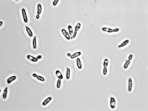 Candida krusei. Microbe Wiki