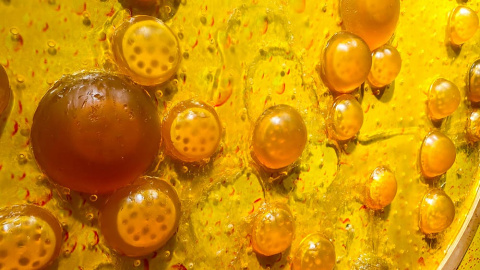 Saccharomyces cerevisiae Shutterstock / Victoria Shapiro