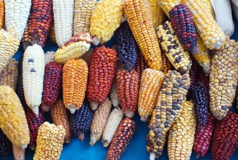  Mazorcas de maíz seco fotografiadas en festival de semillas indígenas en Cotacachi, Ecuador. Shutterstock / Angela N Perryman