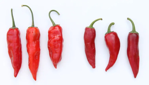 Variedades del ají. Author provided Variedades del ají