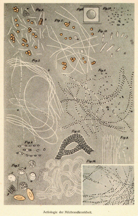 ‘De la etiología de la tuberculosis’, (R. Koch, 1876). Ilustración del original. Wikimedia Commons