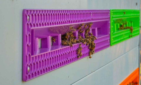 La compañía afirma reducir la mortalidad de las abejas en un 80%. - Beewise La compañía afirma reducir la mortalidad de las abejas en un 80%. - Beewise